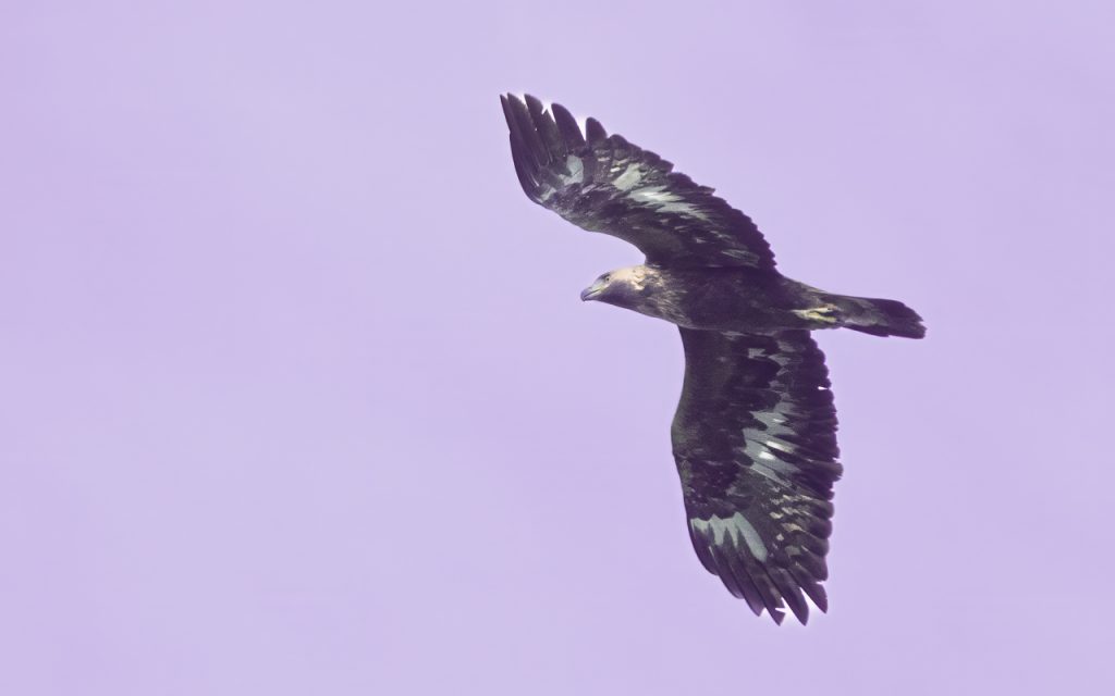 Golden Eagle - sub adult