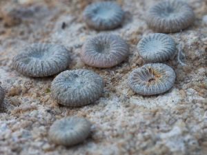 Fossiler på Gotland: Rugos korall, arten Palaeocyclus porpita. Foto: Jim Sundberg/GotlandNature.