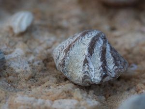 Fossiler på Gotland: Armfoting av släktet Howellella. Foto: Jim Sundberg/GotlandNature.