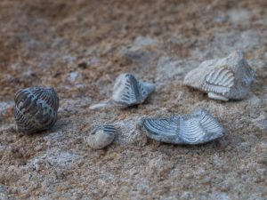 Fossiler på Gotland: Exempel på trilobiter. Foto: Jim Sundberg/GotlandNature.