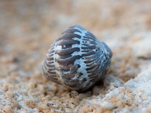 Fossiler på Gotland: En hoprullad trilobit av släktet Calymene. Foto: Jim Sundberg/GotlandNature.