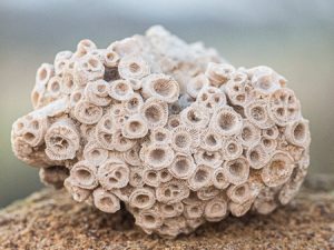 Fossiler på Gotland: kolonibildande korall av släktet Kodonophyllum. Foto: Jim Sundberg/GotlandNature.