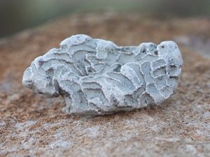 Fossiler på Gotland: Tabulat korall: Kedjekorall - Halysites eller närstående släkte. Foto: Jim Sundberg/GotlandNature.
