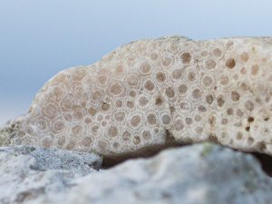 Fossiler på Gotland: Ananaskorall, Acervularia ananas.